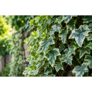 Brečtan popínavý (Hedera helix) ‘GLACIER’ - výška 20-30 cm, kont. C2L